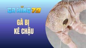 Gà bị ké chậu